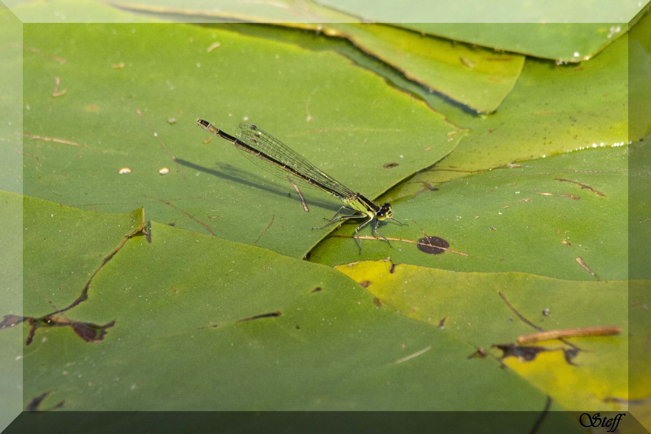 ischnura elegans teneral?